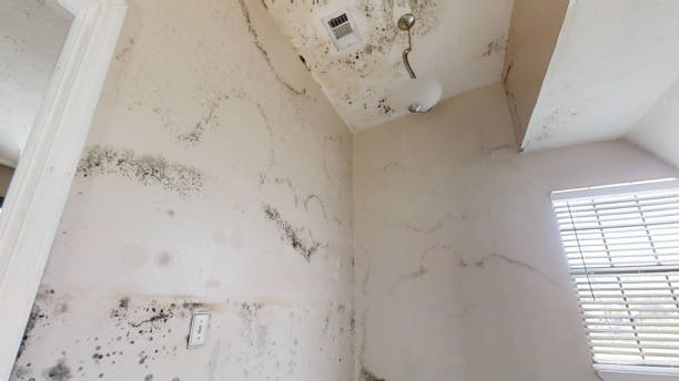 Best Mold Documentation for Insurance Claims  in Burton, SC