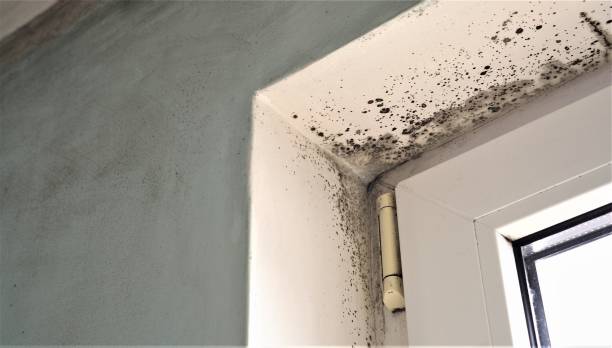 Best Mold-Related Health Consultation  in Burton, SC