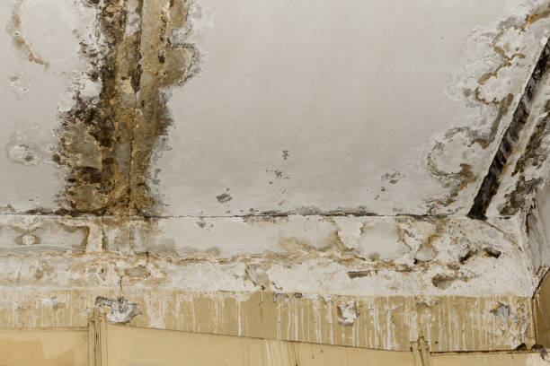 Best Black Mold Removal  in Burton, SC