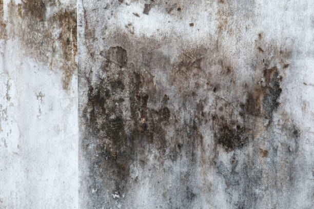 Best Attic Mold Removal  in Burton, SC
