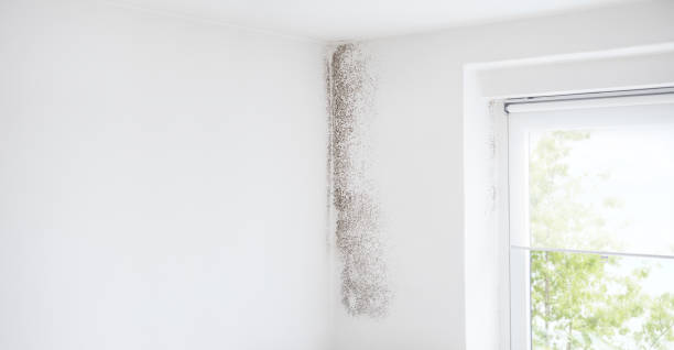 Best Post-Construction Mold Inspection  in Burton, SC