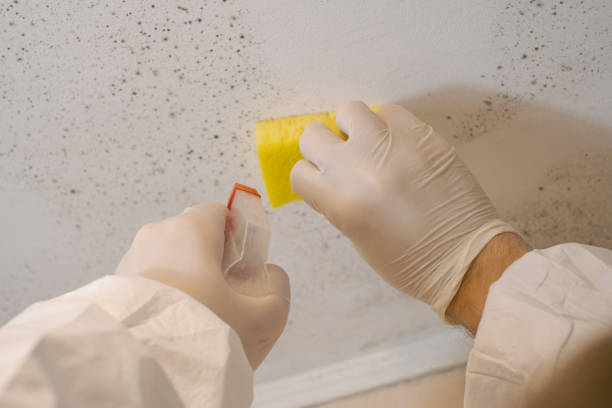 Forensic Mold Investigation in Burton, SC
