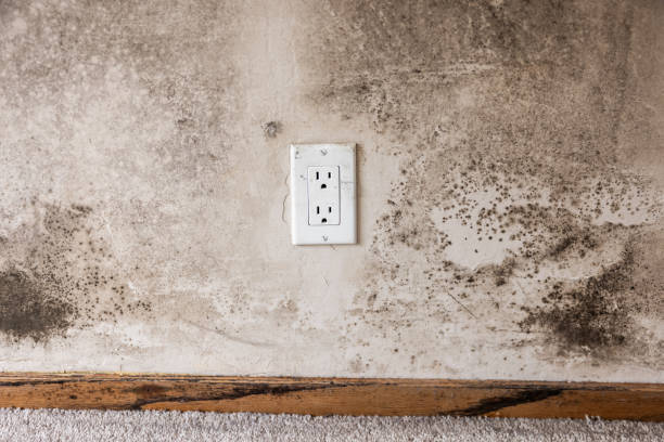  Burton, SC Mold Removal Pros