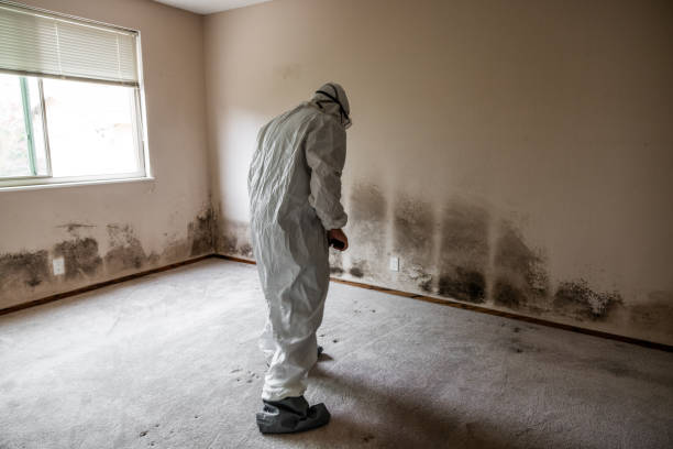 Professional Mold Removal in Burton, SC