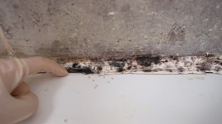 Best Water Damage & Mold Remediation  in Burton, SC