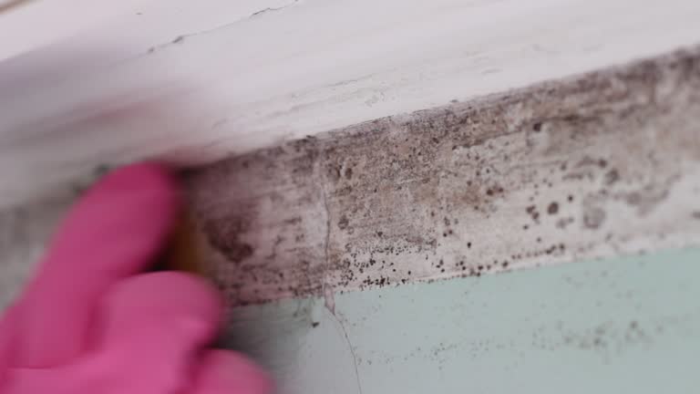 Best Real Estate Mold Inspection  in Burton, SC